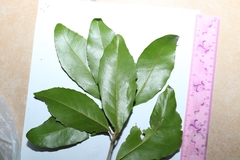 Croton acronychioides