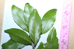 Croton acronychioides