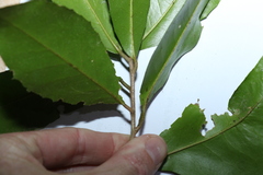 Croton acronychioides