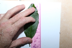 Croton acronychioides