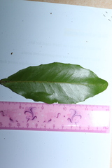 Croton acronychioides