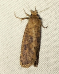 Acrolophus propinqua