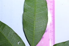 Bouchardatia neurococca