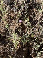 Lessingia micradenia micradenia