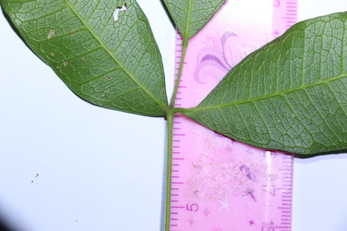Image of Bouchardatia neurococca by (c) Greg Tasney, some rights reserved (CC BY-SA)
