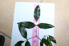 Bouchardatia neurococca