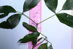 Bouchardatia neurococca