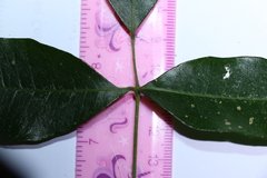 Bouchardatia neurococca