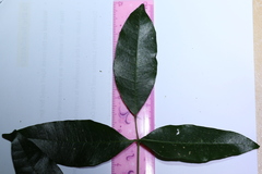 Bouchardatia neurococca