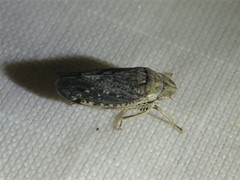 Negosiana dualis