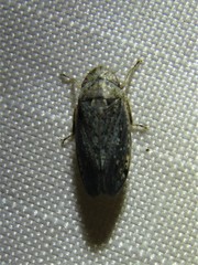 Negosiana dualis