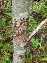 Didymosphaeria oregonensis