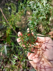 Podolobium ilicifolium