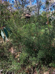 Podolobium ilicifolium