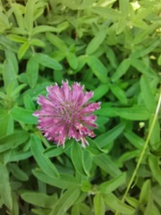 Trifolium alpestre