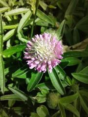 Trifolium alpestre