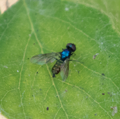 Sargus viridis