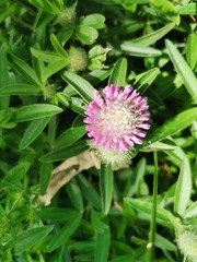 Trifolium alpestre
