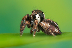 Carrhotus coronatus