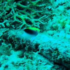 Chrysiptera rollandi