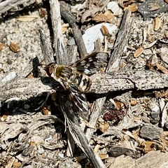 Thyridanthrax nugator