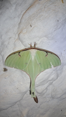 Actias truncatipennis