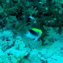 Chrysiptera rollandi