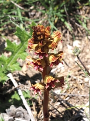 Orobanche gracilis