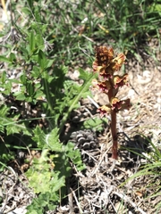 Orobanche gracilis