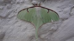 Actias truncatipennis