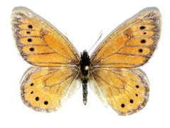 Oeneis tarpeia