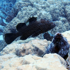 Epinephelus maculatus