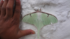 Actias truncatipennis