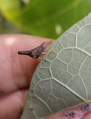 Aconophora compressa