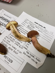 Boletus patrioticus