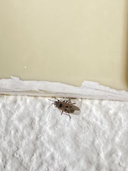 Sphragisticus nebulosus