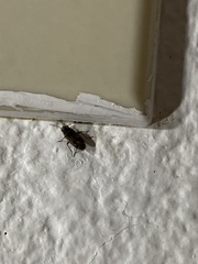 Sphragisticus nebulosus