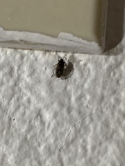 Sphragisticus nebulosus