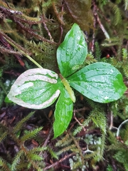 Phytomyza agromyzina group