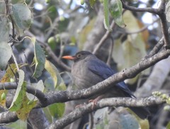 Turdus simillimus