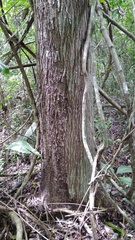 Handroanthus guayacan