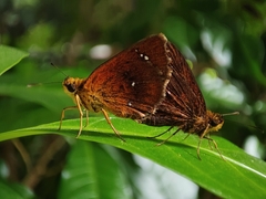 Iambrix salsala luteipalpis