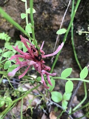 Exobasidium parvifolii