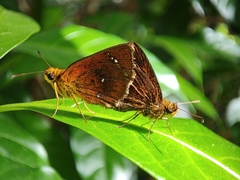 Iambrix salsala luteipalpis