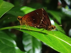 Iambrix salsala luteipalpis