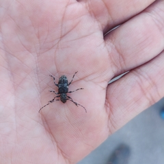 Aegomorphus obscurior