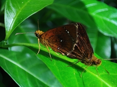 Iambrix salsala luteipalpis