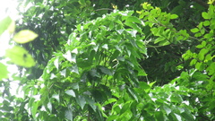 Handroanthus guayacan