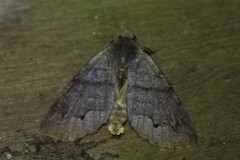 Lepidoptera