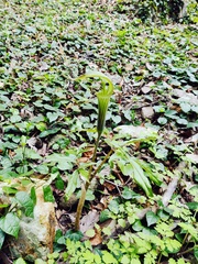 Arisaema japonicum